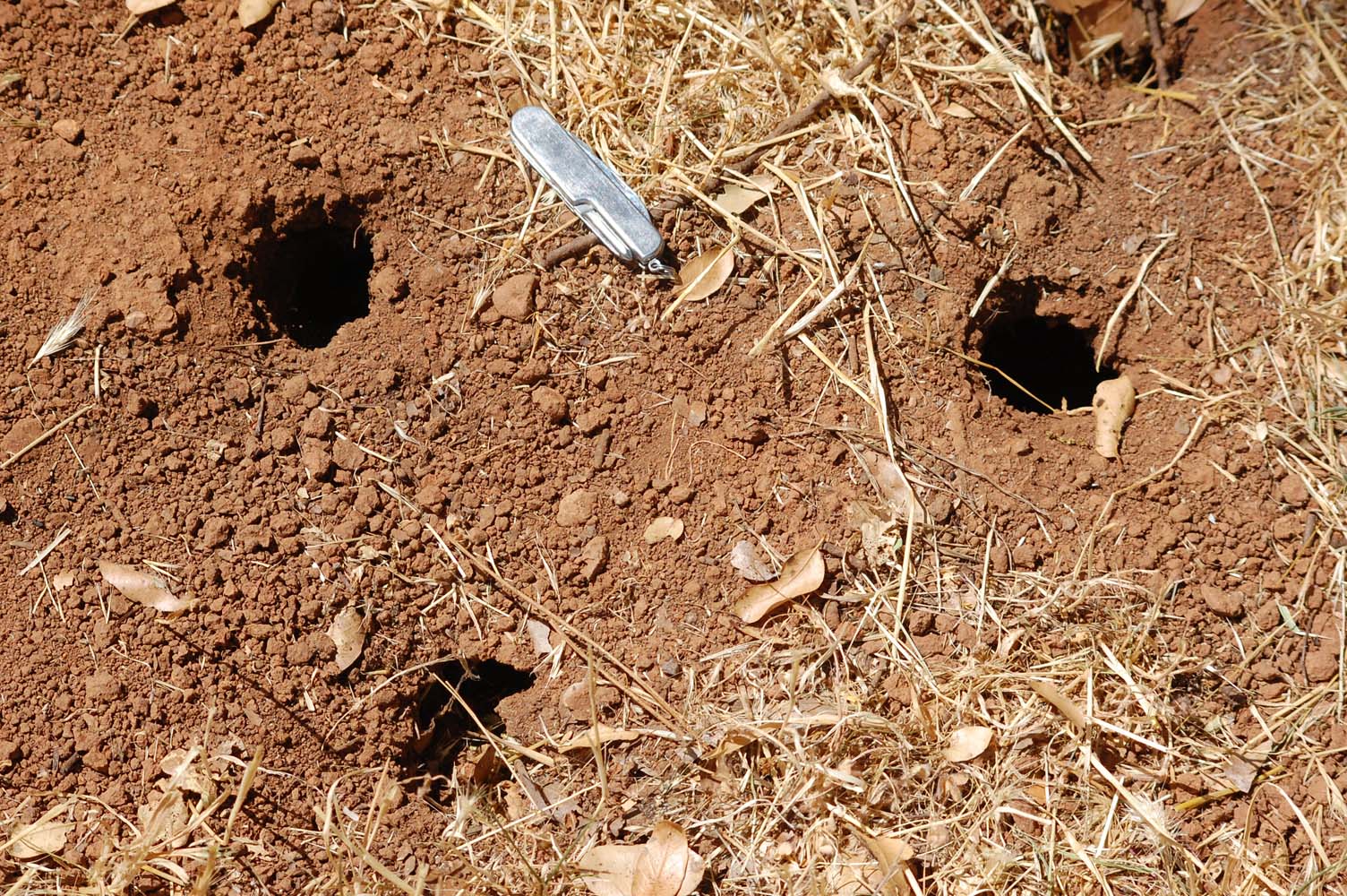 Armadillo Holes Inside The Burrow Terminix