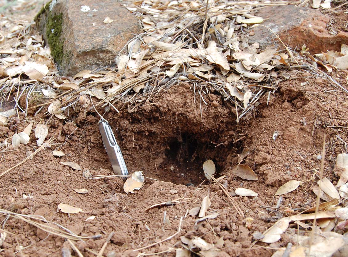 Cat Digging Holes In Garden | Fasci Garden